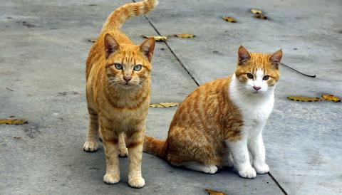 colònies felines